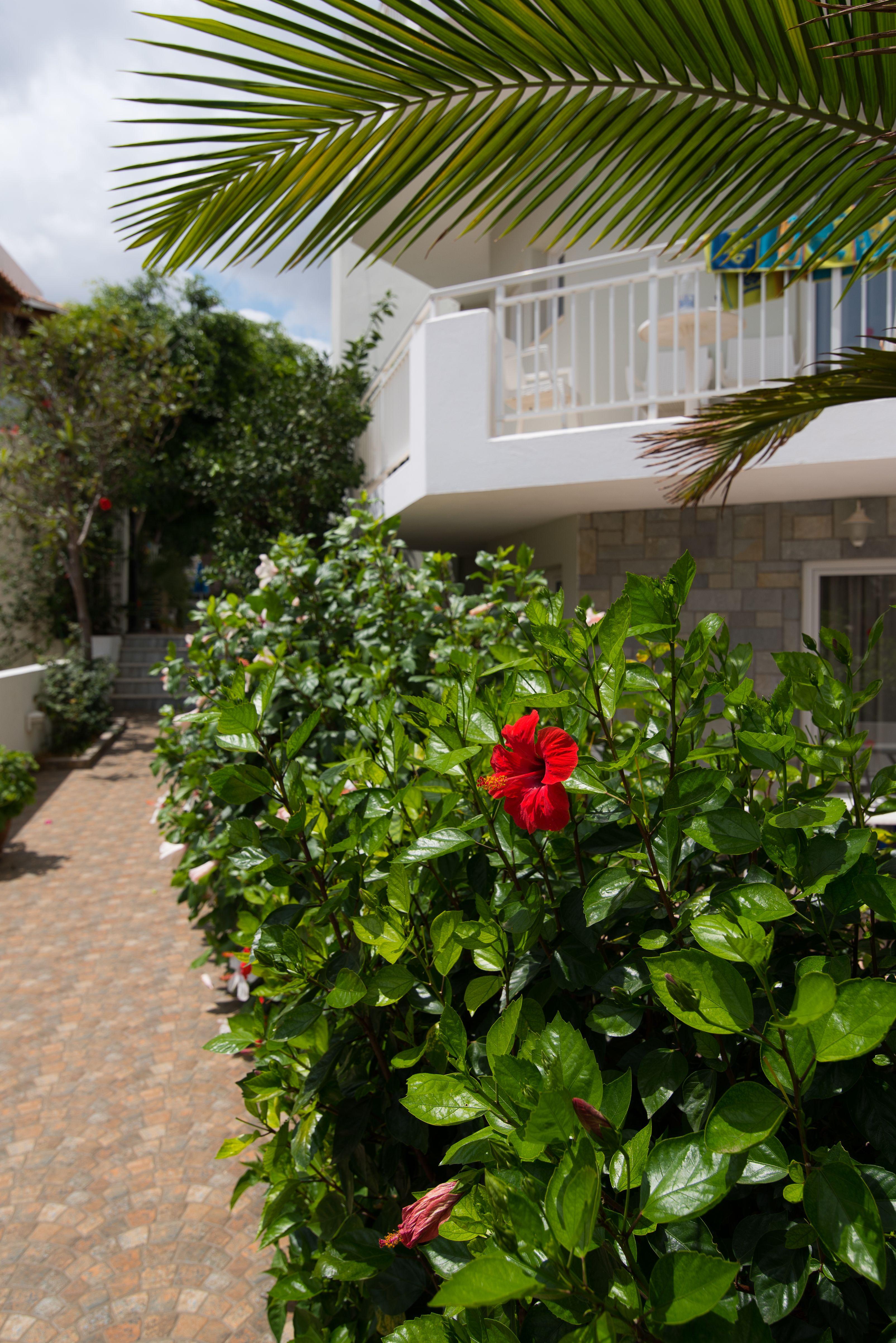 Melissa Apartments, Studios & Suites Malia  Bagian luar foto
